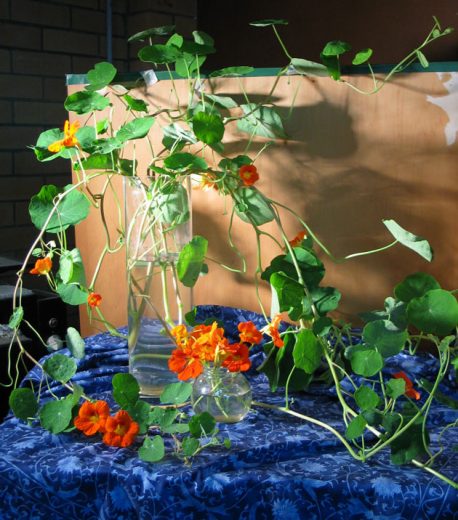 Photo of nasturtiums lit by a spotlight